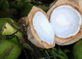 Young Thai Coconut Meat 1