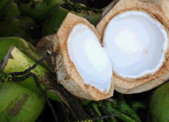 Young Thai Coconut Meat
