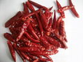 2019 New factory wholesale dried red chilli 