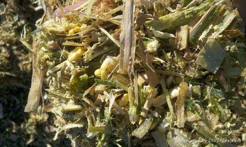 High-quality CORN SILAGE for Animal feed