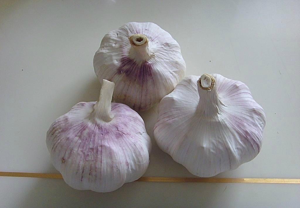 Fresh normal white  garlic
