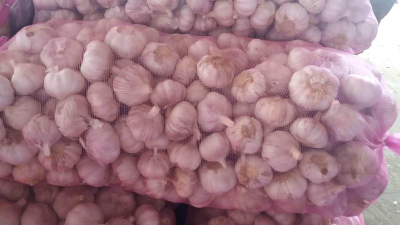 Fresh normal white  garlic 2
