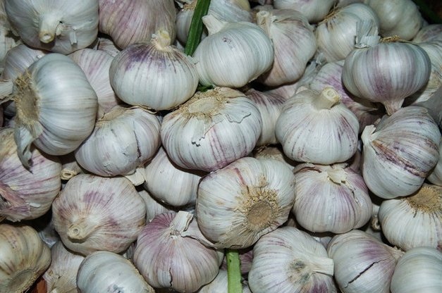 Fresh normal white  garlic 3