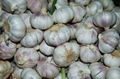 Fresh normal white  garlic 3