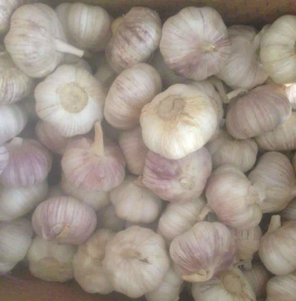 Fresh normal white  garlic 4