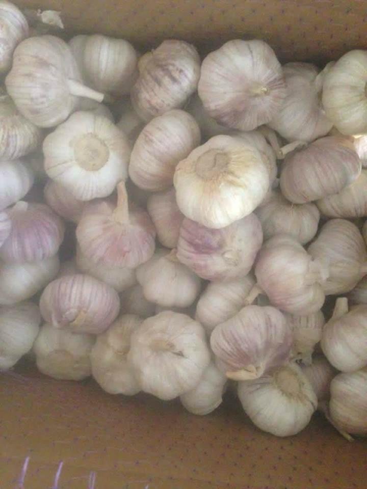 Fresh normal white  garlic 5