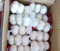 Fresh purel white  garlic 3