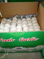 Fresh purel white  garlic 2