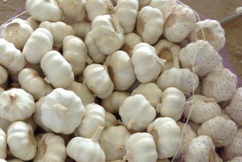 Fresh purel white  garlic