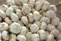 Fresh purel white  garlic 1