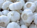 White Garlic