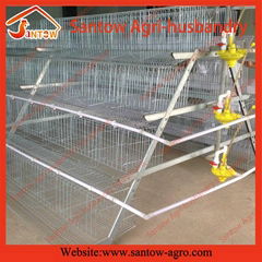 poultry farm A type automatic chicken layer cage