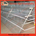 poultry farm A type automatic chicken layer cage 2