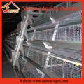 poultry farm A type automatic chicken layer cage 3