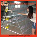 poultry farm A type automatic chicken layer cage 5