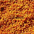conseco high quality seabuckthorn IQF