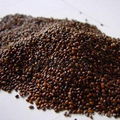 conseco high quality seabuckthorn seed