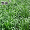 新型皇竹草种节