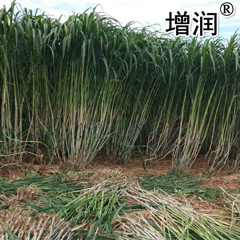 新型皇竹草种节 3