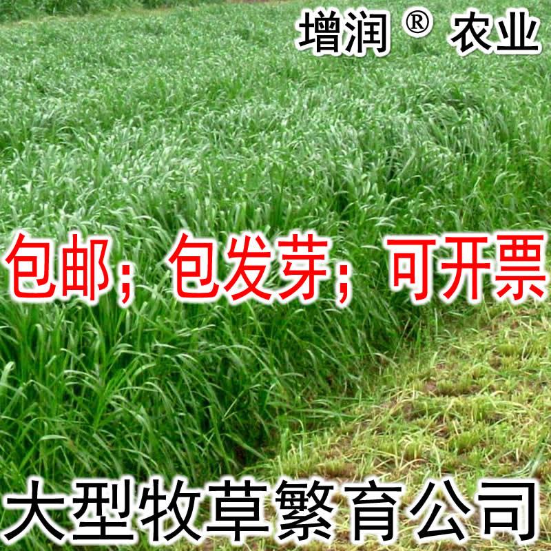 黑麦草种子包邮 特高冬牧70养殖多年生