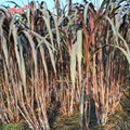 巴西紅象草 紫色皇竹草牧草種子 紅象草種節種苗包郵