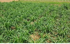 巨菌草種節增潤四季多年生南方高產牧草種子