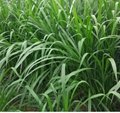 巨菌草种节增润四季多年生南方高产牧草种子 3