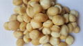 MACADAMIA NUTS