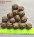 WALNUTS