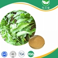 廠家熱銷板高質量藍根提取物10