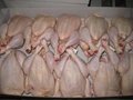Halal Chicken Feet / Frozen Chicken Paws Brazil / Fresh chicken wings 1