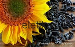 High Quality Sunflower seeds kernels