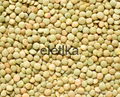 Wholesale TOP HIGH QUALITY LENTILS 1