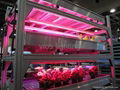 60cm length full spectrum led grow bar lights 2