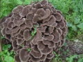 organic maitake extract ,grifola