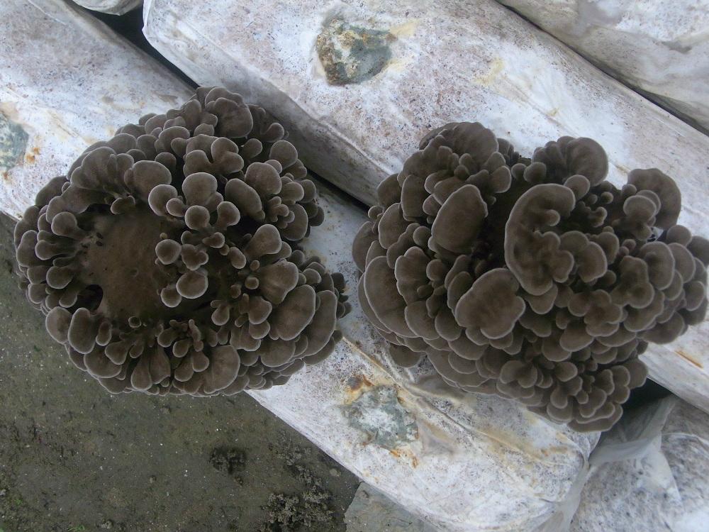 organic maitake extract ,grifola frondosa extract (China Manufacturer) Plant Extract