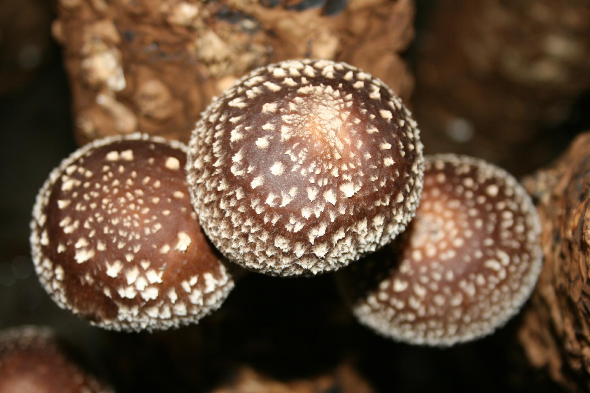 organic shiitake extract ;lentinus edodes powder polysaccharide30