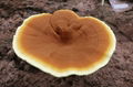 organic reishi extract; ganoderma