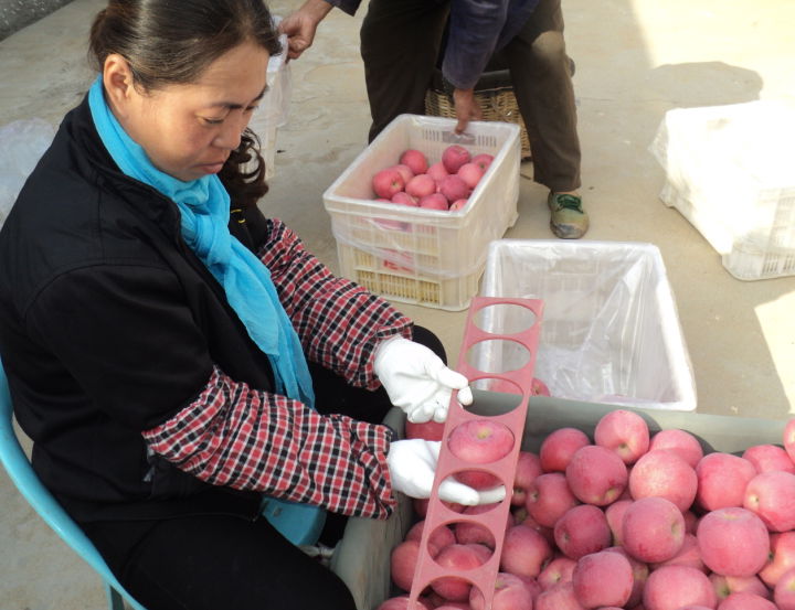 fresh fuji apples