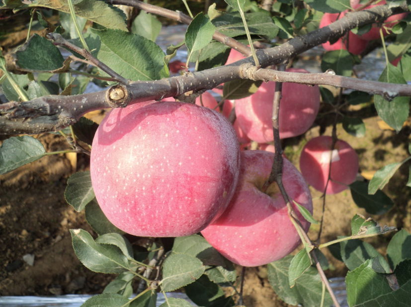 fresh fuji apples 3