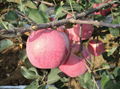 fresh fuji apples 3