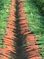 carrots 2