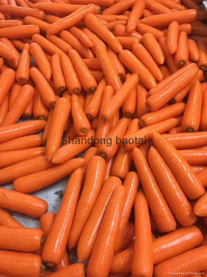 carrots 4