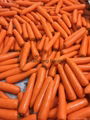 carrots 4