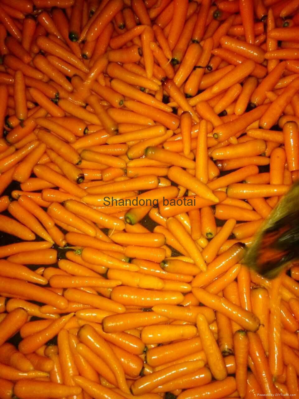 carrots 5