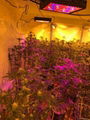 1200W 1000W LED Grow Light High Par Value LED Plant Light Medical Hemp Plant LED 2