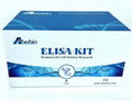 人天冬氨酸轉氨酸（AST)ELISA Kit 1