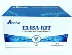 人天冬氨酸轉氨酸（AST)ELISA Kit