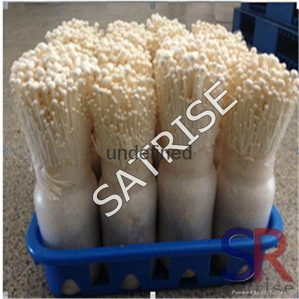 Good quality China hot sales plastic 720ml Mushroom Spawn bottle 3