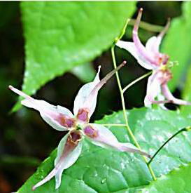 High quality Epimedium Extract